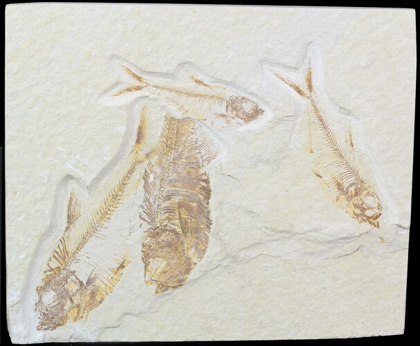 Multiple Diplomystus Fossil Fish - Wyoming #48105